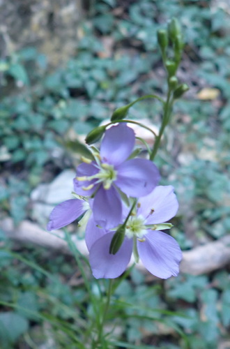 Image of Heliophila suavissima by (c) Nicola van Berkel, some rights reserved (CC BY-SA)