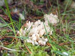 Clavulina rugosa
