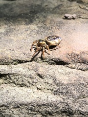 Paraphidippus