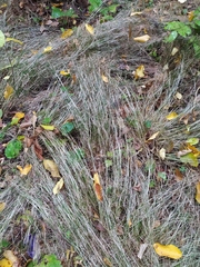 Poa nemoralis