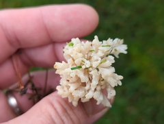 Clavulina rugosa