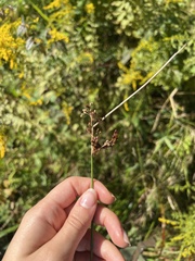 Juncus