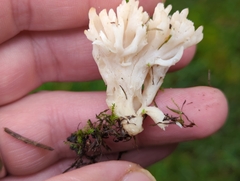 Clavulina rugosa
