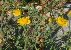 Pulicaria paludosa