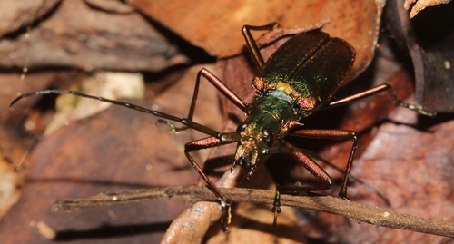 Scatopyrodes tenuicornis