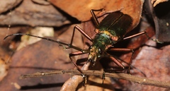 Scatopyrodes tenuicornis