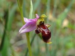 Ophrys scolopax