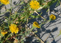 Pulicaria paludosa