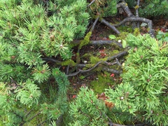 Clavulina rugosa