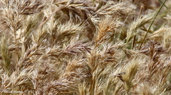 Bromus rubens