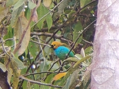 Tangara cyanoventris