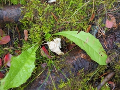 Clavulina rugosa