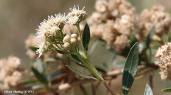 Baccharis salicifolia