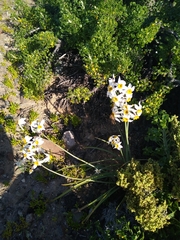 Leucocoryne coronata