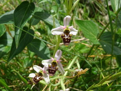 Ophrys scolopax