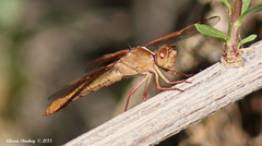 Libellula saturata