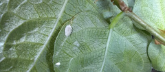 Pseudococcus