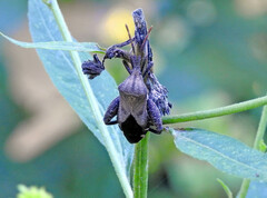 Piezogaster calcarator