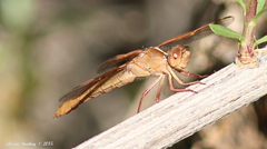 Libellula saturata