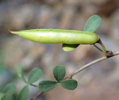Indigofera denudata