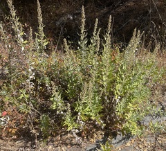 Artemisia douglasiana