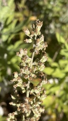Artemisia douglasiana