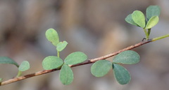 Indigofera denudata