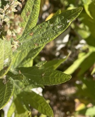 Artemisia douglasiana
