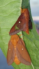 Anisota virginiensis