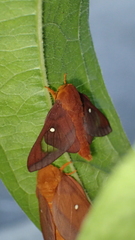Anisota virginiensis