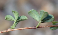 Indigofera denudata