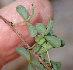 Indigofera denudata