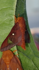 Anisota virginiensis