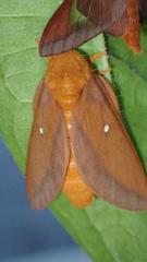 Anisota virginiensis