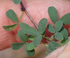 Indigofera denudata
