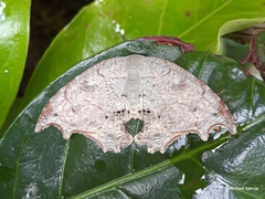 Coelurotricha curvilinea
