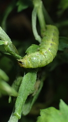 Condica