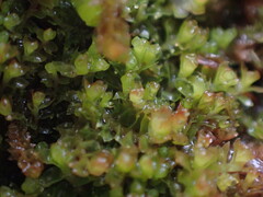 Lophoziopsis excisa