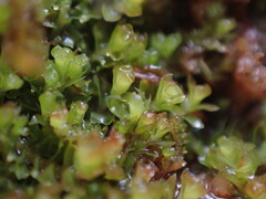 Lophoziopsis excisa