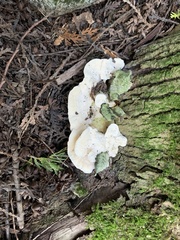 Climacocystis borealis