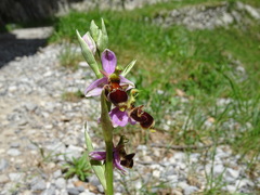 Ophrys scolopax