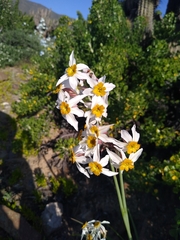 Leucocoryne coronata