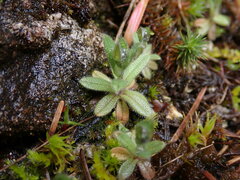 Myosotis discolor