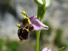 Ophrys scolopax