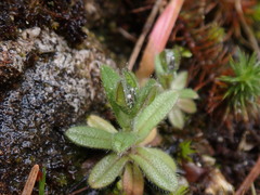 Myosotis discolor