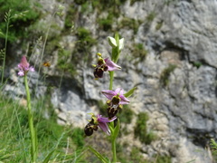 Ophrys scolopax