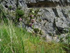 Ophrys scolopax