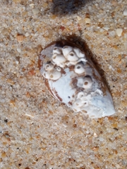 Mytilidae