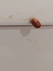 Lasioderma serricorne
