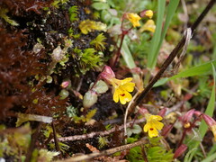 Erythranthe alsinoides